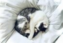 Kediler Neden Yatağımızda Uyumayı Sever? Kedinizle Uyumanın Artıları ve Eksileri Nelerdir?
