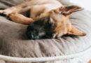 Köpeklerin Uyuma Şekilleri Hangi Durumda Olduklarını Belirtir?