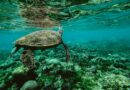 Deniz Kaplumbağalarına Yapışan Midyeler Hakkında Bilgiler